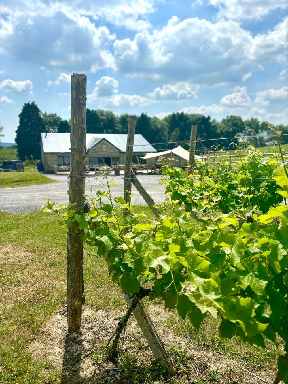 Breezy Ridge Vineyard